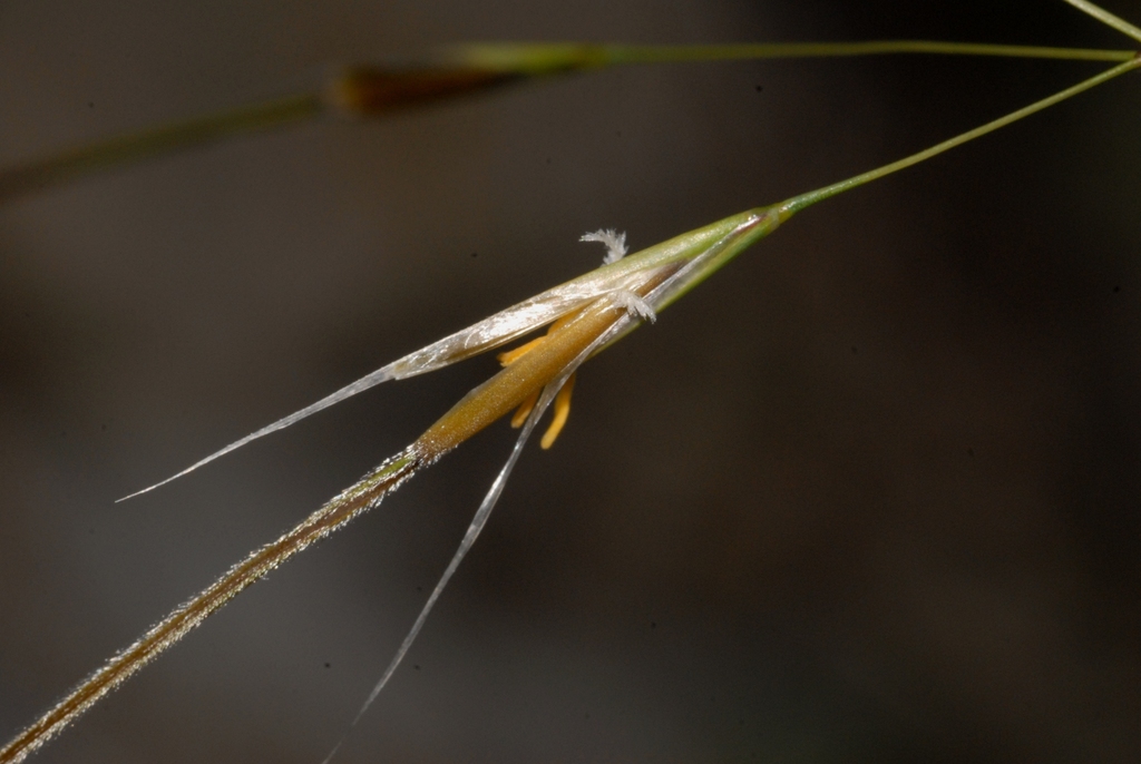 rough-leaved feather grass