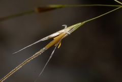 Stipa offneri