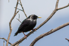 Sturnus unicolor
