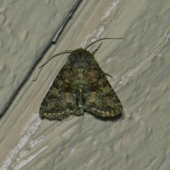 Pseudanarta perplexa