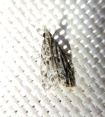 Eudonia heterosalis