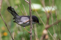 Curruca melanocephala