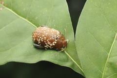 Asiophrida scaphoides