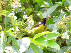 Anthreptes malacensis