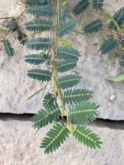 Chamaecrista fasciculata