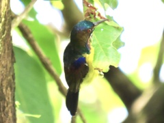 Anthreptes malacensis