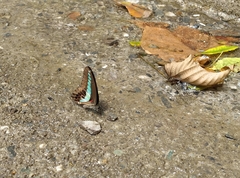 Graphium sarpedon connectens
