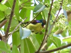 Anthreptes malacensis