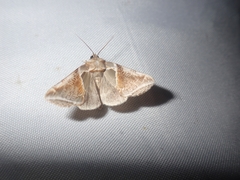 Habrosyne pyritoides
