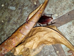 Periplaneta australasiae