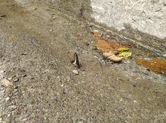 Graphium sarpedon connectens