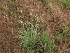 Eragrostis hypnoides
