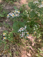 Eurybia