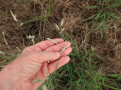 Eragrostis hypnoides