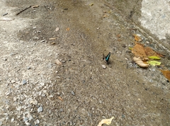 Graphium sarpedon connectens