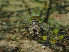 Pandercetes
