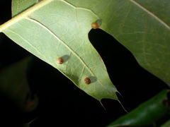 Polystepha globosa