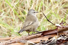 Climacteris picumnus