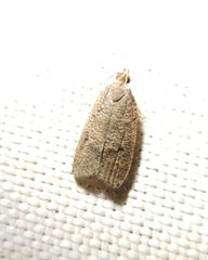 Psilocorsis reflexella