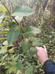 Lonicera fragrantissima