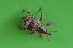 Trachodes hispidus