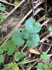 Glechoma hederacea