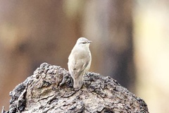 Climacteris picumnus