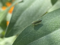 Graphocephala versuta