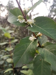 Lonicera fragrantissima