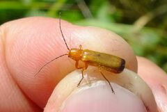 Rhagonycha fulva