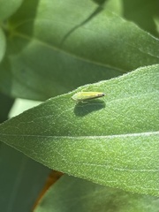 Graphocephala versuta