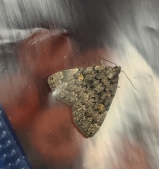 Lepidoptera