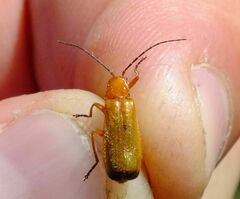 Rhagonycha fulva