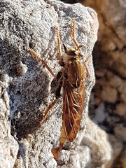 Asilus crabroniformis