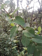 Lonicera fragrantissima