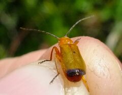 Rhagonycha fulva