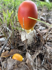Amanita jacksonii