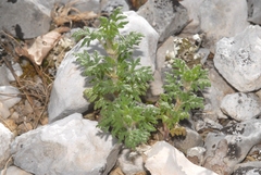 Teucrium botrys