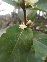 Lonicera fragrantissima