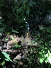 Micrathena sagittata