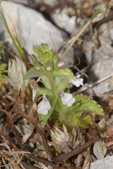 Sideritis romana