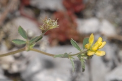 Medicago minima