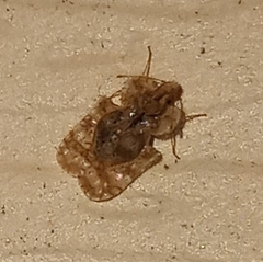 Corythucha marmorata