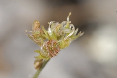 Medicago minima