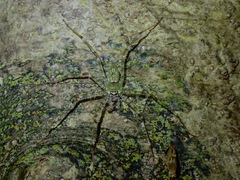 Pandercetes