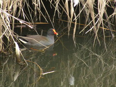 Gallinula tenebrosa