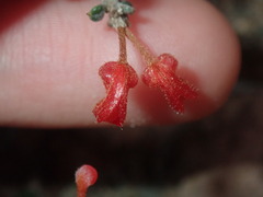 Grevillea crassifolia