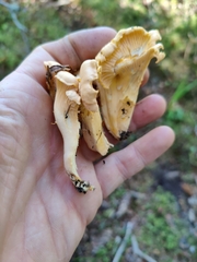 Cantharellus lateritius
