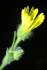 Bradburia pilosa