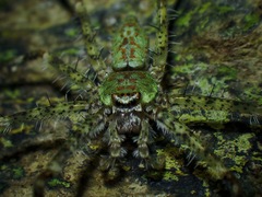 Pandercetes